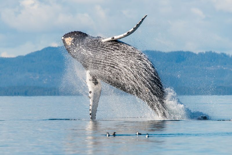 Private Whale Watching Charter in the San Juan Islands – Washington