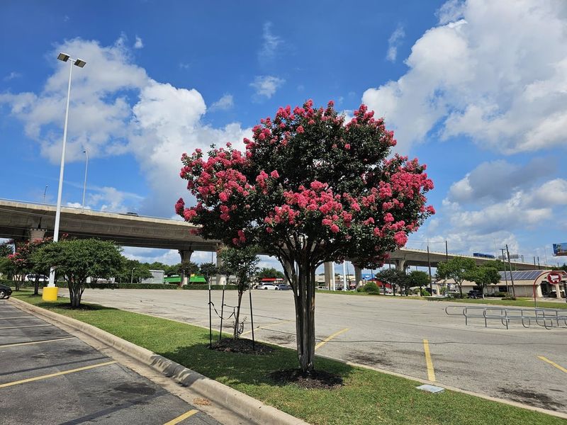 Flowering Crepe Myrtles in Public Courtyards and Side Streets