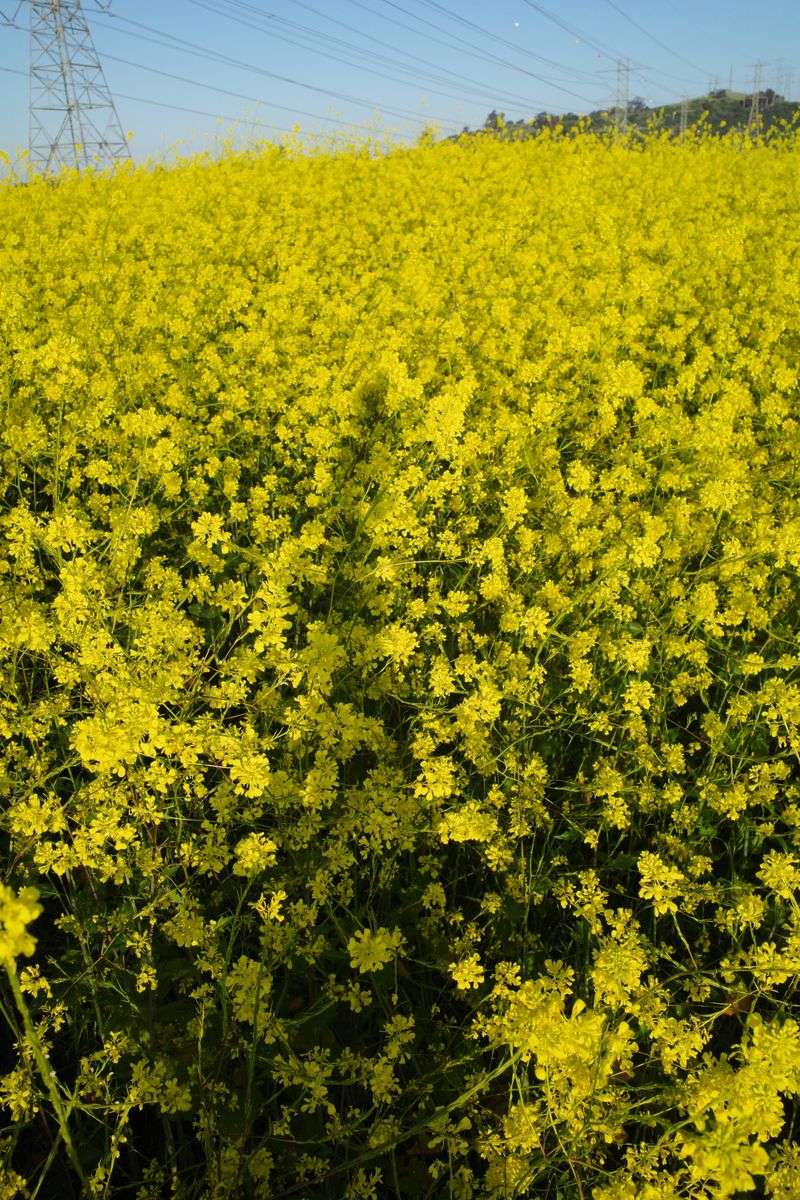 Wild Mustard in Empty Lots and Hillsides