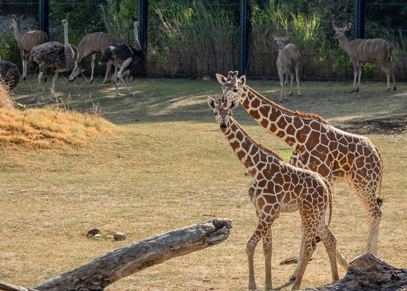 Dallas Zoo