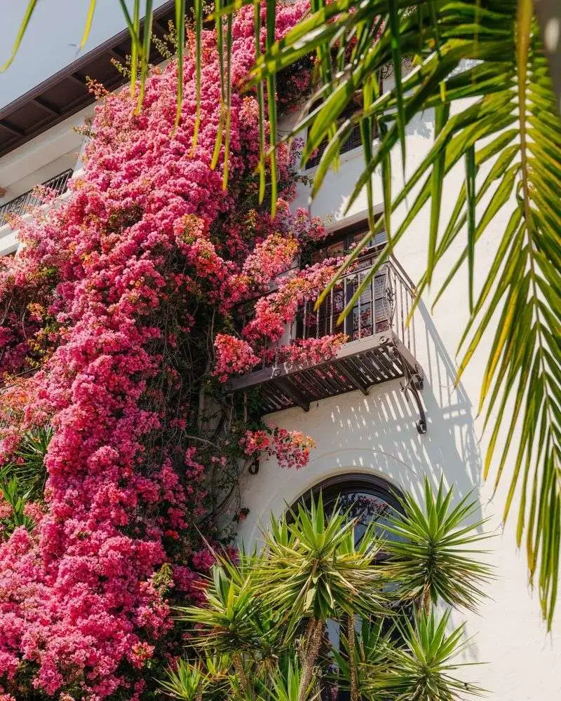 Bougainvillea Over Colorful Walls