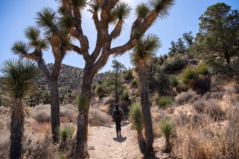 Joshua Tree, California