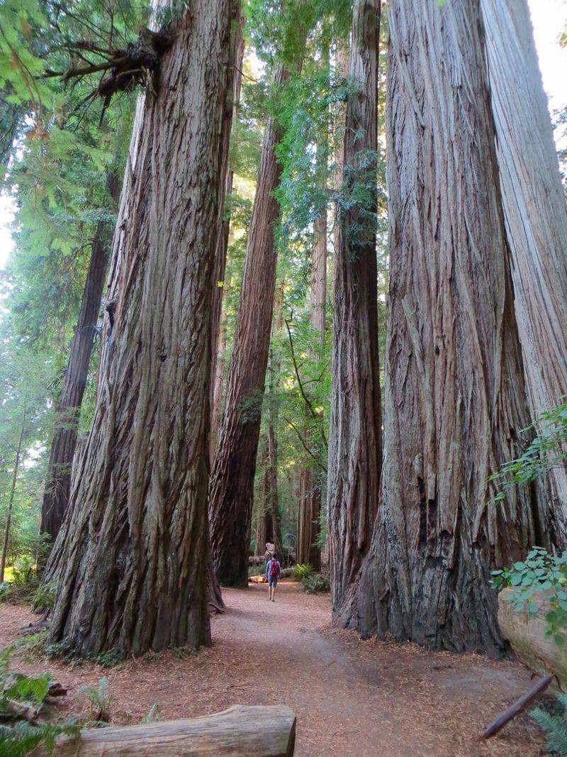 Santa Cruz — Mystical Redwoods and Ocean Breezes