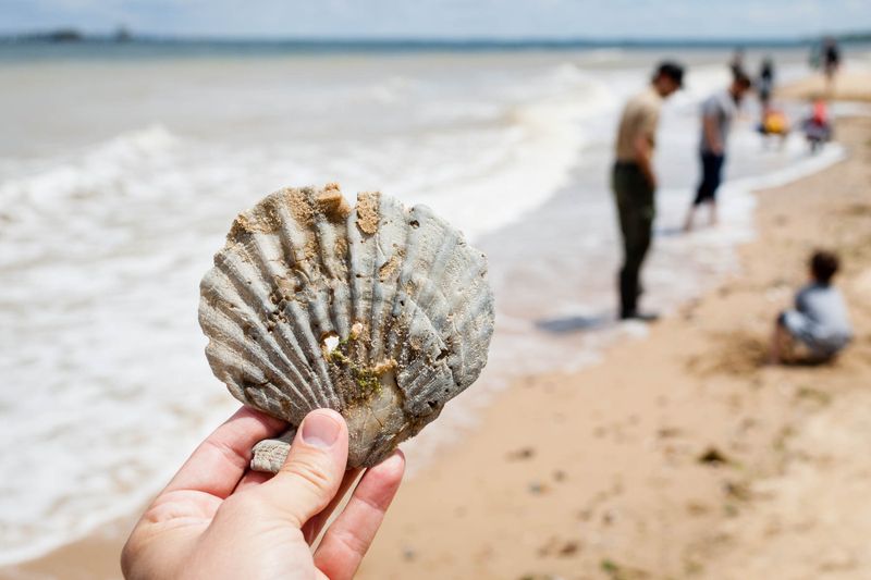 Calvert Cliffs State Park Beach