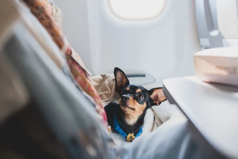 American Airlines