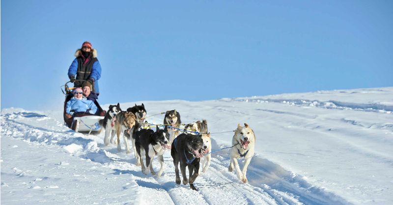 Dog Sledding Adventure