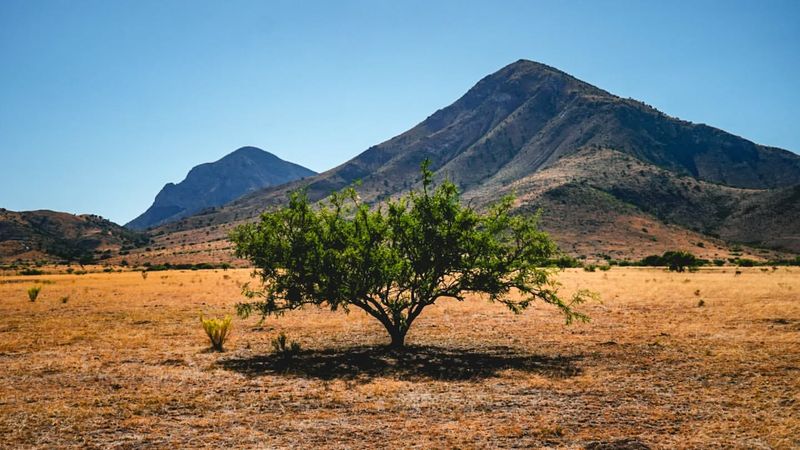 Mesquite Trees: Natural Shade in the High Desert