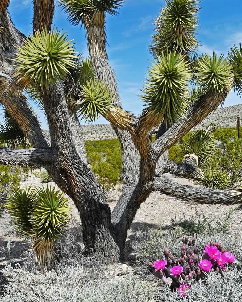 Red Yucca Framing Sidewalks and Courtyards