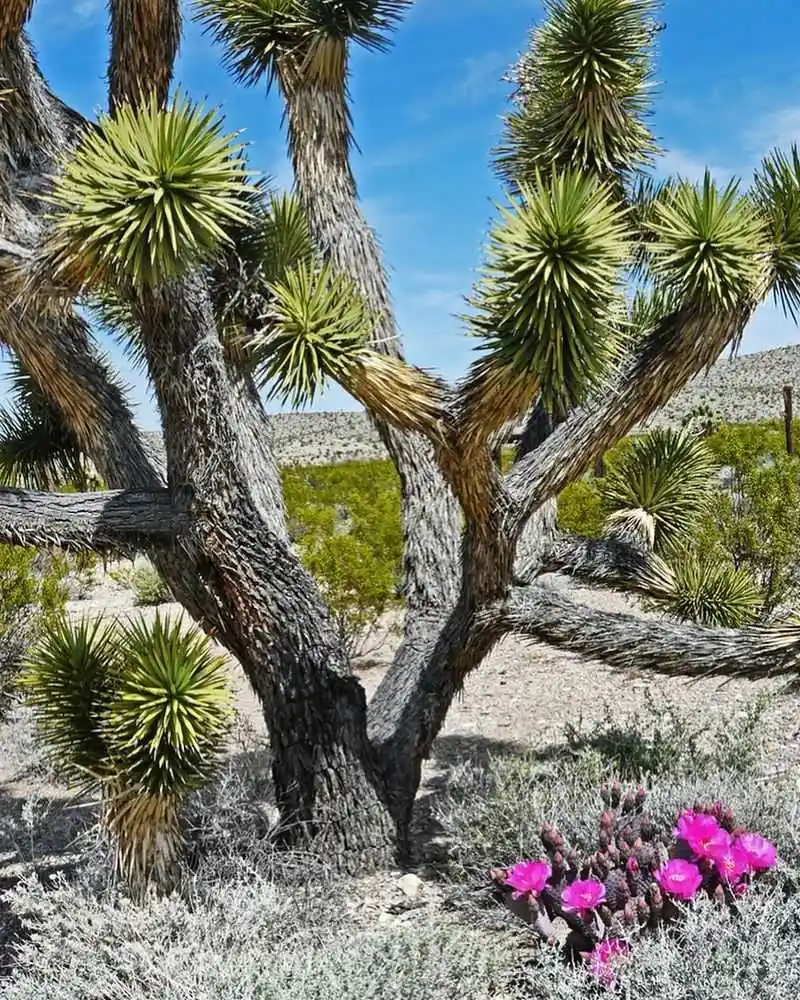 Red Yucca Framing Sidewalks and Courtyards