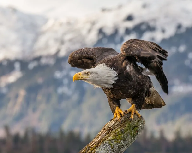 Spot Bald Eagles and Florida Black Bears