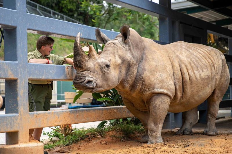 Up Close with Rhinos (Animal Kingdom)