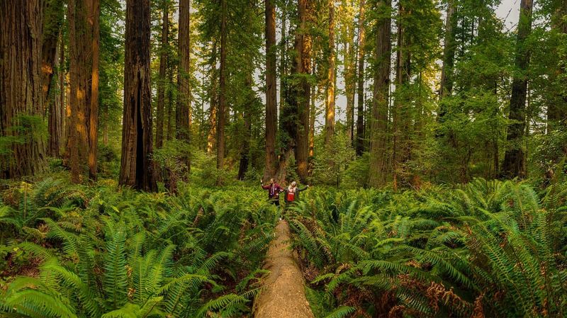 Ferns Along the North Grove Trail
