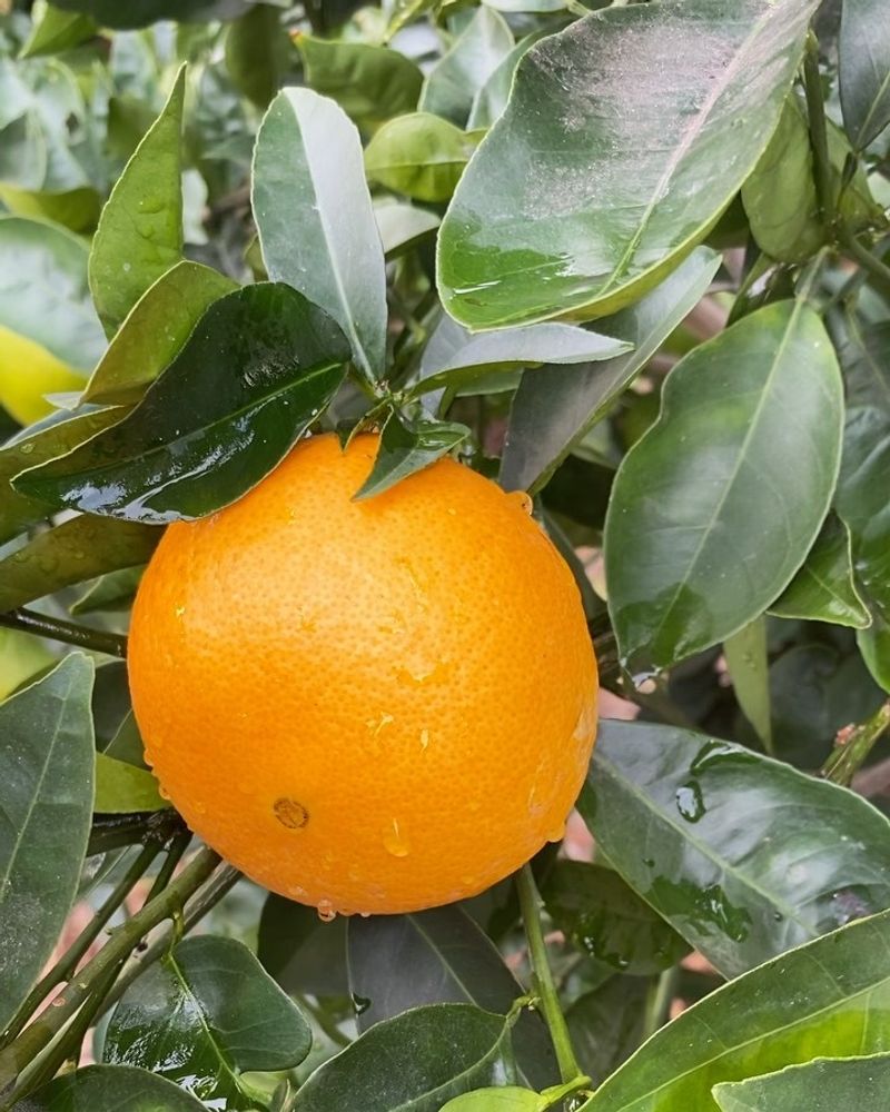 Lemon and Orange Trees in Community Gardens