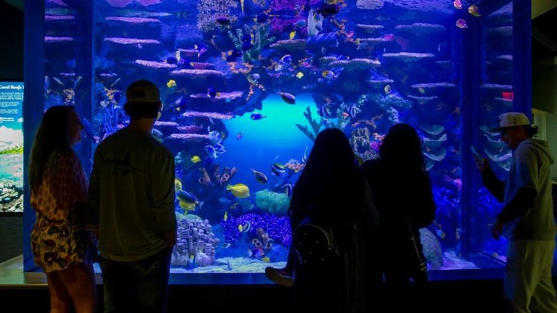 Tennessee Aquarium