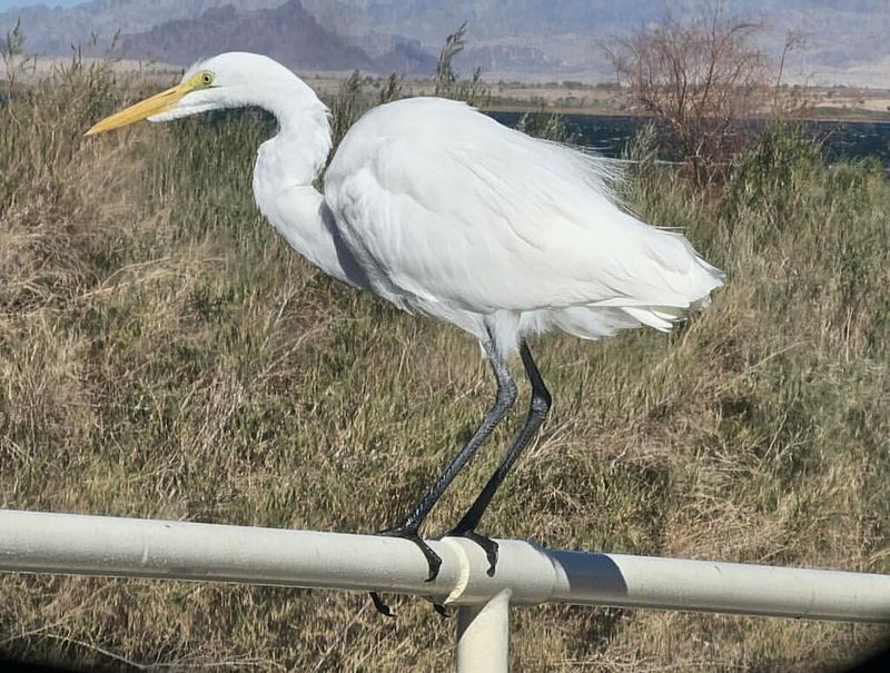 Heron and Egret Sightings