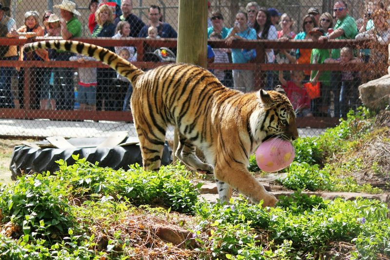 Amarillo Zoo