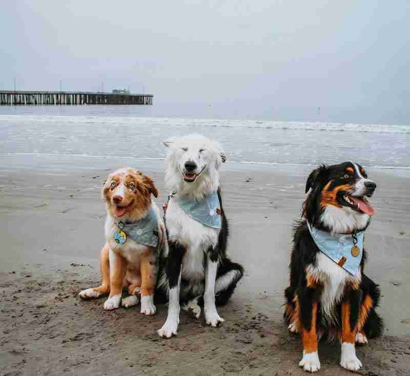 Higuera Street Dog Beach – Avila Beach, California