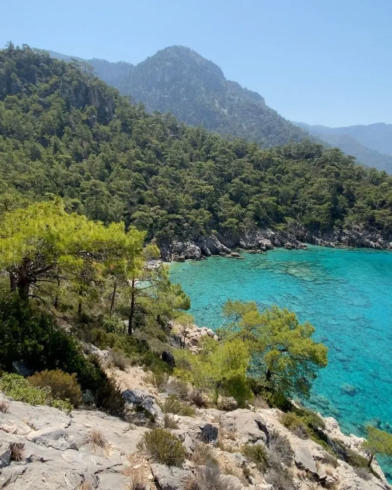 Disappearing Coastal Pines in Turkey’s Aegean Riviera