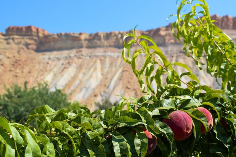 Palisade, Colorado