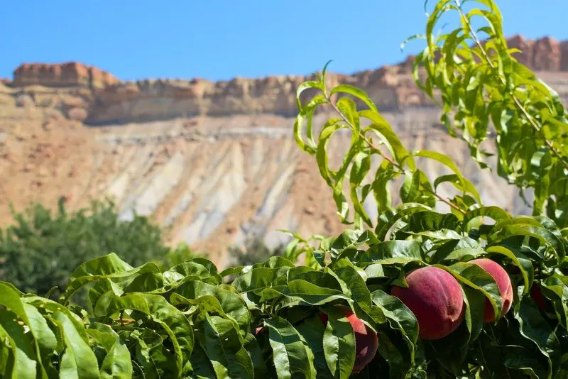 Palisade, Colorado