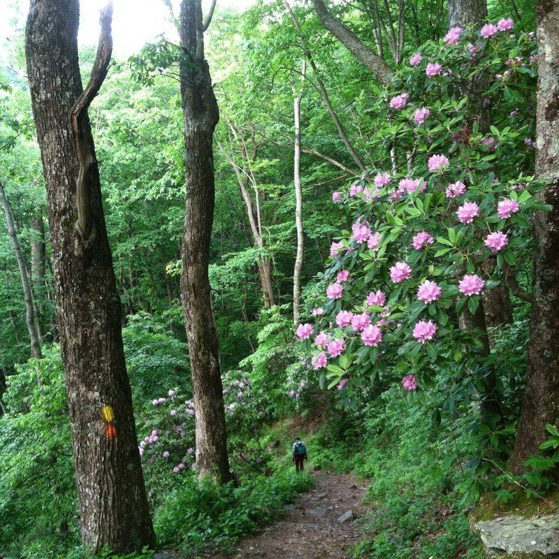 Wild Azaleas on the Slopes