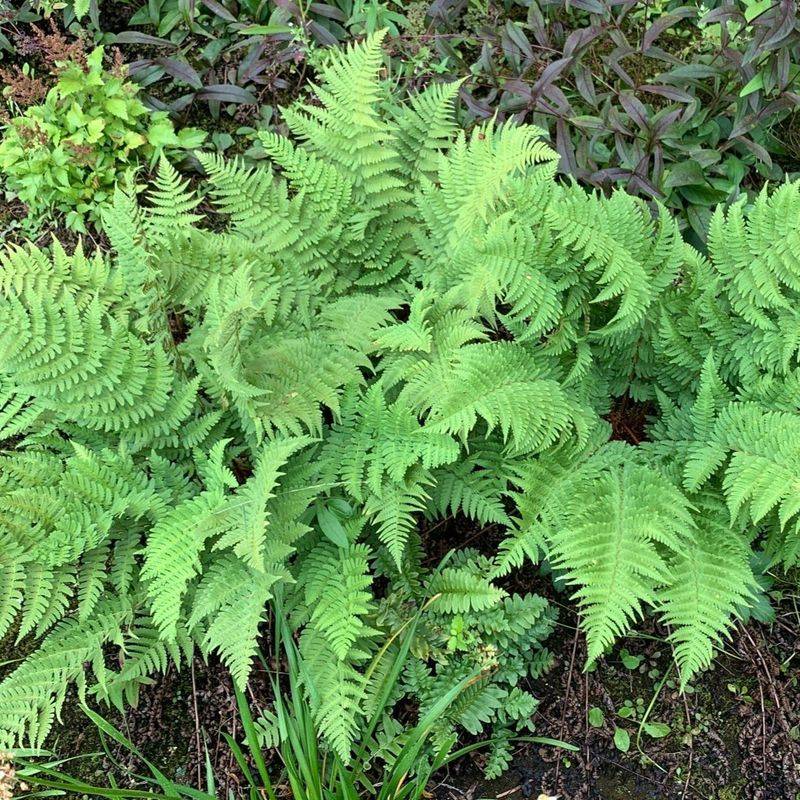 Ferns Unfurling Under the Canopy