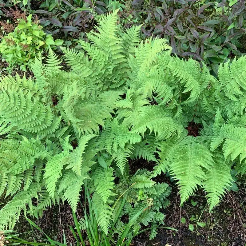 Ferns Unfurling Under the Canopy