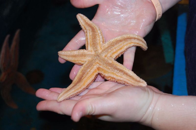 Touch Starfish at Mount Desert Oceanarium