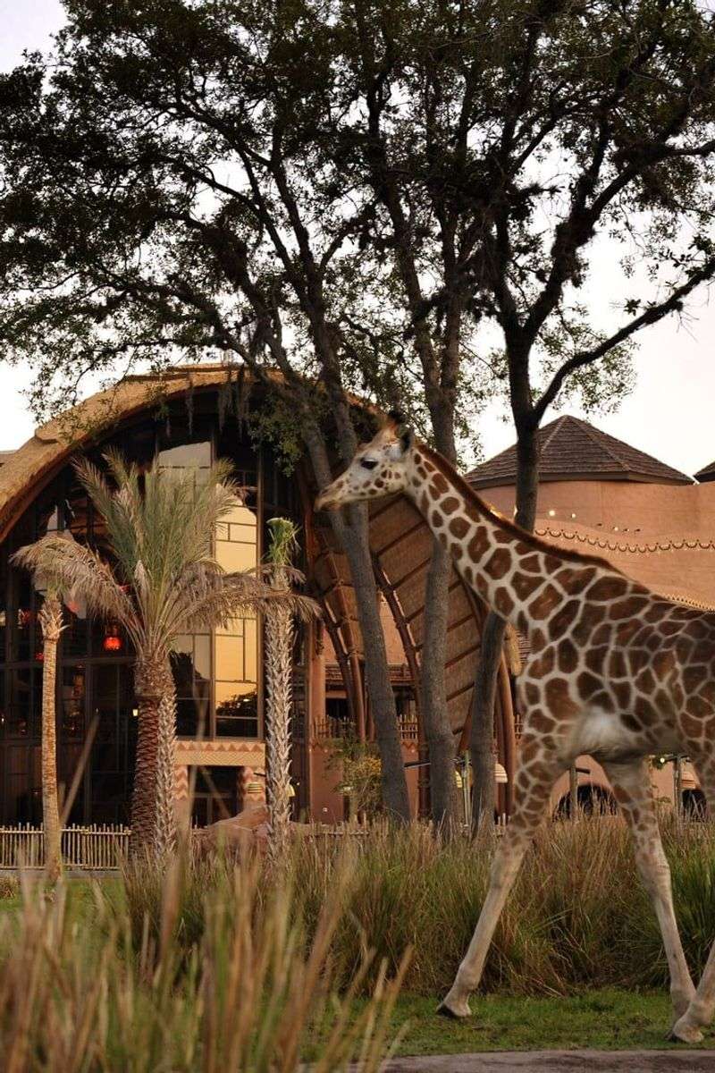 Animal Kingdom Lodge Viewing