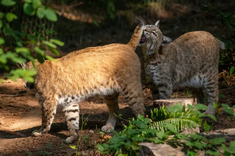 Respect the Local Wildlife