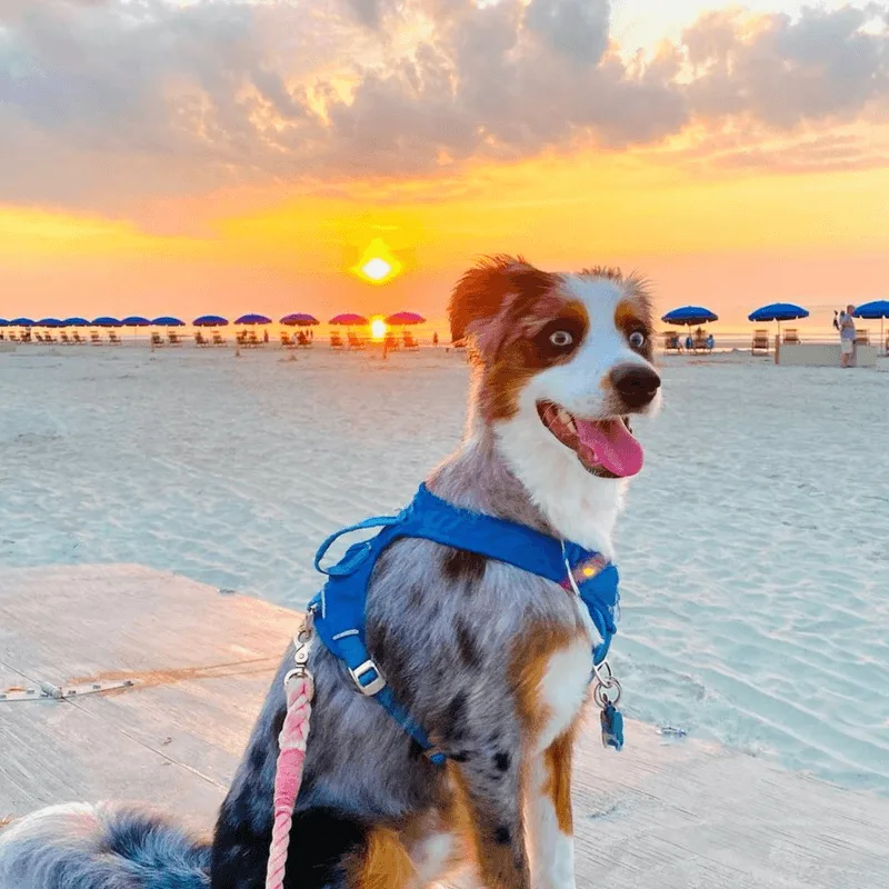 Free Sunrise Walks