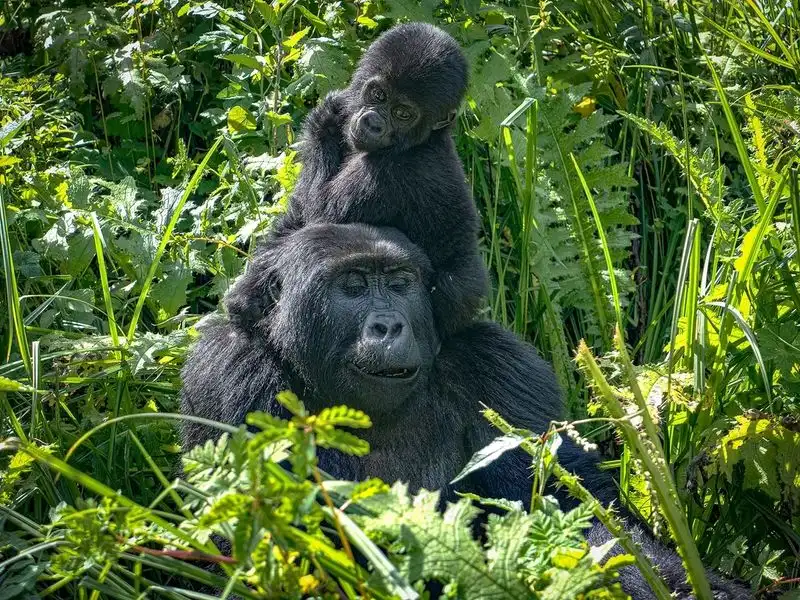 Bwindi Impenetrable National Park, Uganda