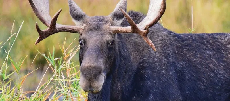 Wildlife Watching in Kootenai National Forest