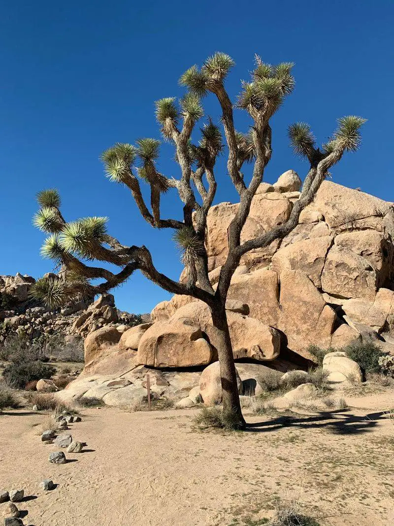Joshua Tree National Park, California