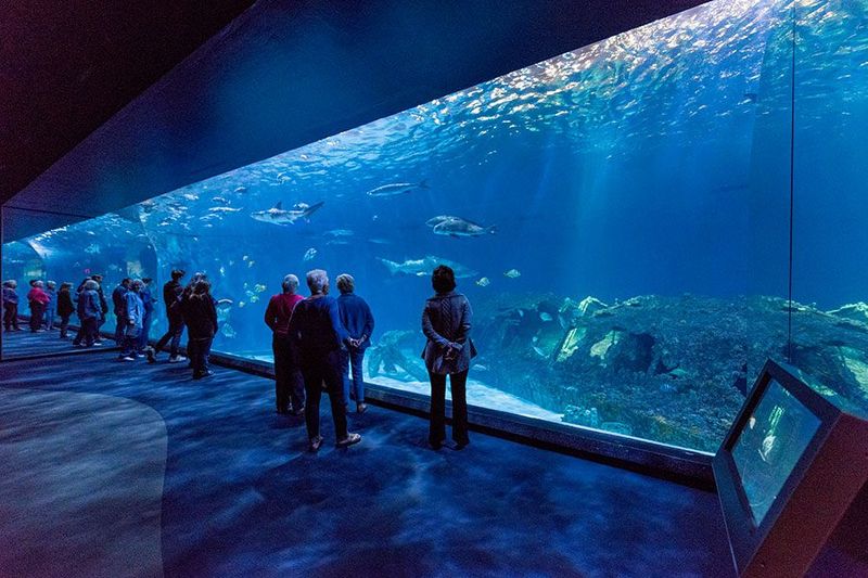 Check Out the North Carolina Aquarium