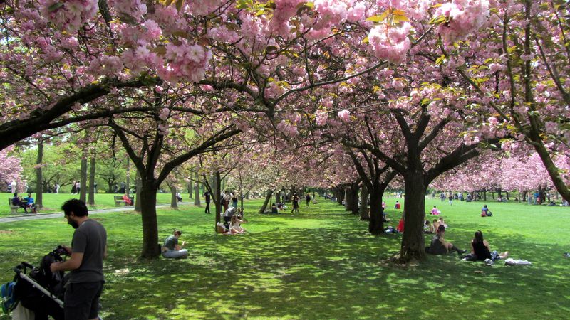 Visit the Brooklyn Botanic Garden on a Free Friday (Brooklyn, NY)