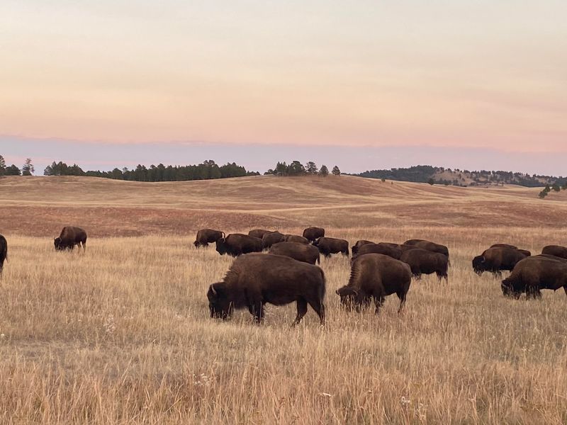 Stop at the Tallgrass Prairie Preserve (Pawhuska, OK)