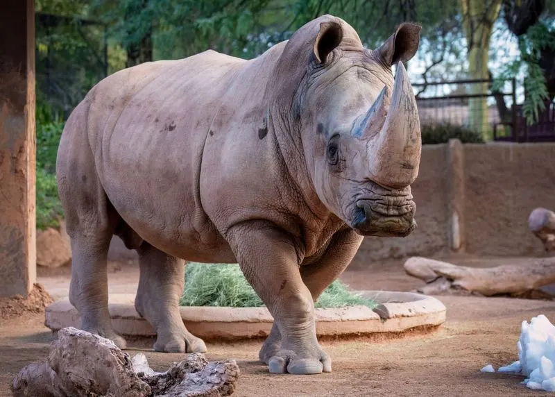 Spend a Day at the Phoenix Zoo
