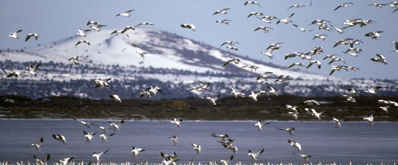 Watch wildlife and bird life