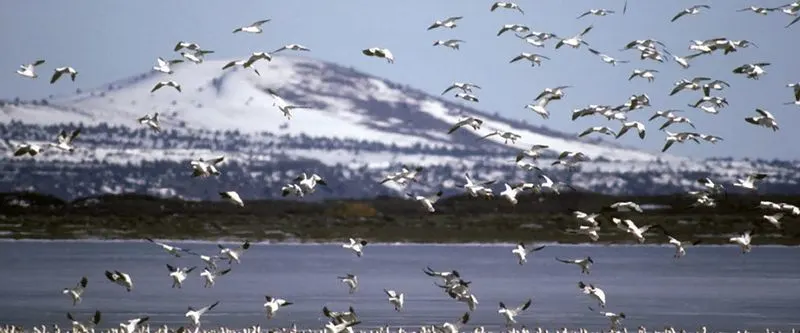 Watch wildlife and bird life