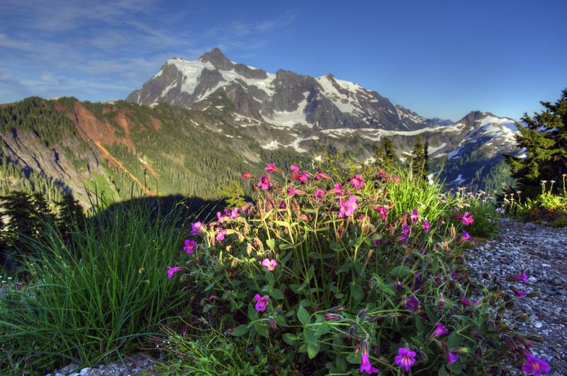 Enjoy Wildflower Bloom in Spring