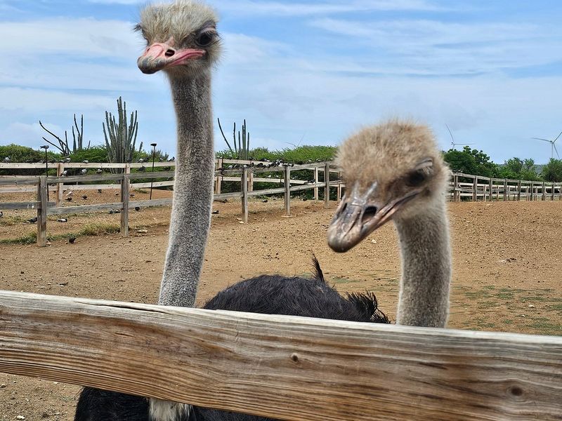 Curacao's Ostrich Farm