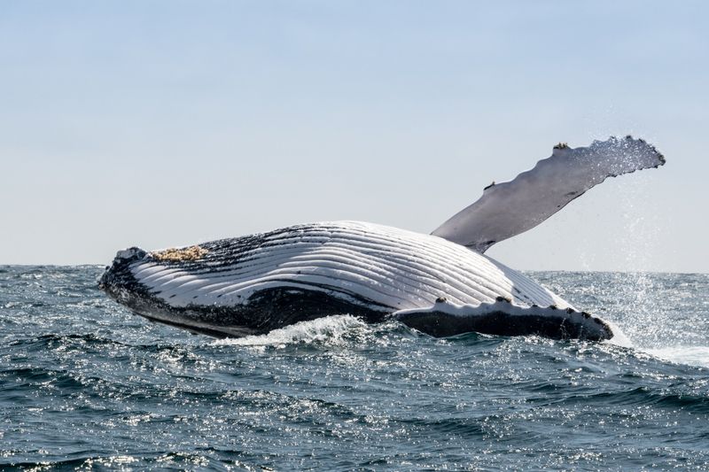 Whale Watching in Rincón