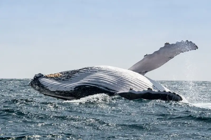 Whale Watching in Rincón
