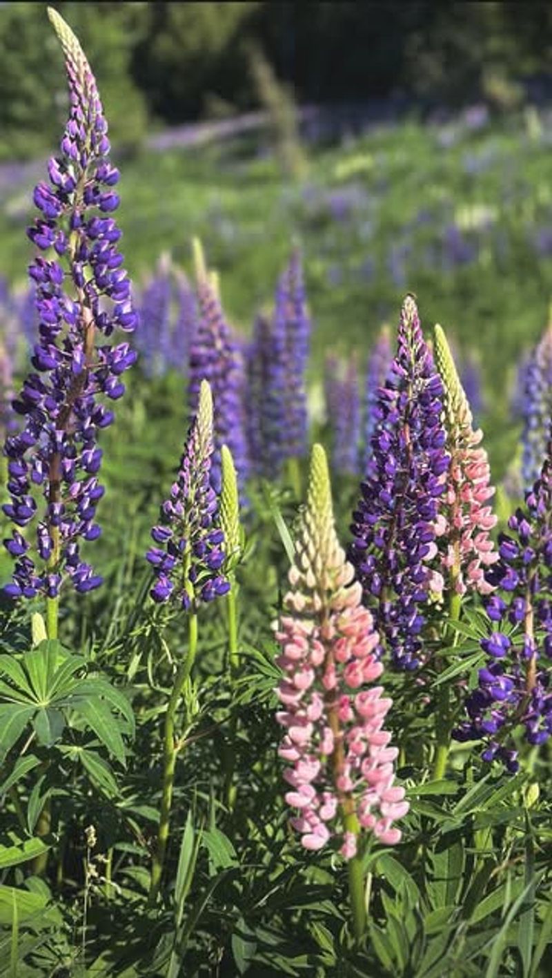 Lupines Along Scenic Pull-Offs