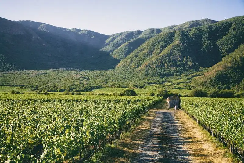 Wine Tasting in Casablanca Valley