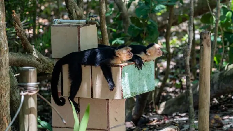 Witnessing Wildlife in Costa Rica