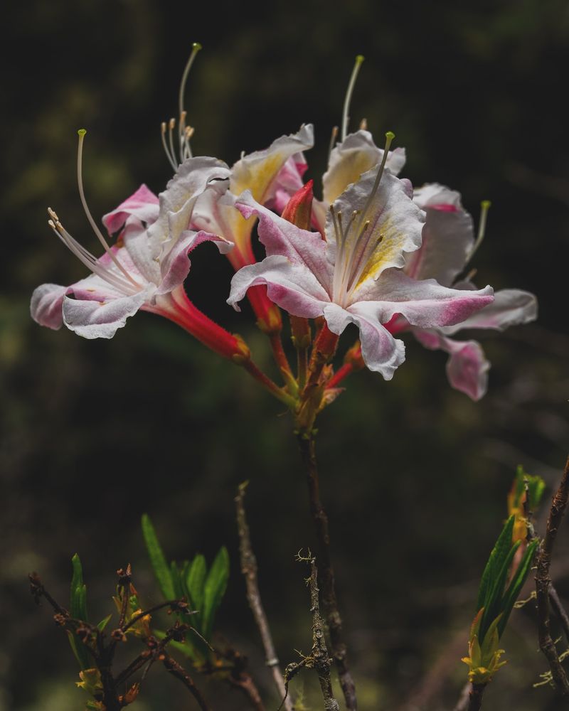 Wild Azaleas Near Beaver Creek
