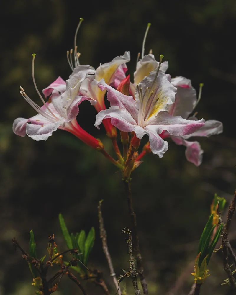 Wild Azaleas Near Beaver Creek
