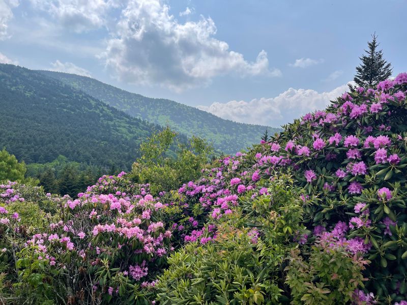 Native Rhododendrons That Bloom Mid-Hike